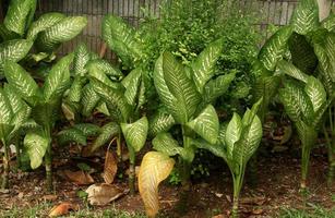 verde botánico hojas hogar jardinería temática fotografía aislado en paisaje antecedentes modelo. salvaje planta en acera al aire libre parque. foto