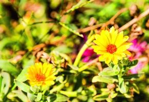 Background with flowers photo