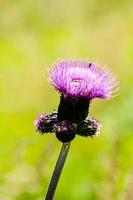 Background with flowers photo