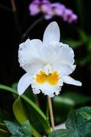 Close up of a flower photo