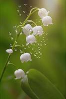 Vertical lilies of the valley with water drops on a green background. photo