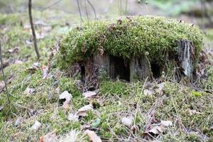 Old stump in the forest, which is covered with moss. photo