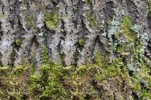 The texture of an old tree that is covered with moss. photo