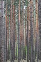 Pine forest vertical background. photo