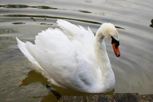 A white swan swims in the wild. photo