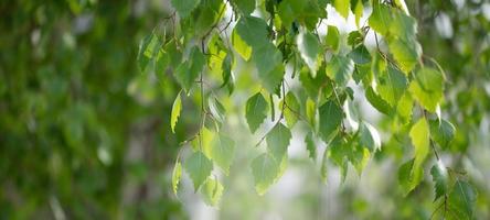 Birch branches with leaves lit by the sun. Banner green floral background. photo