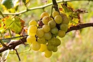 Background with grapes photo