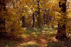 Autumn forest with yellow leaves and fallen leaves photo