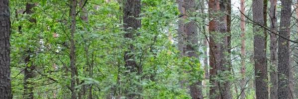 Banner forest deciduous background with tree trunks. photo