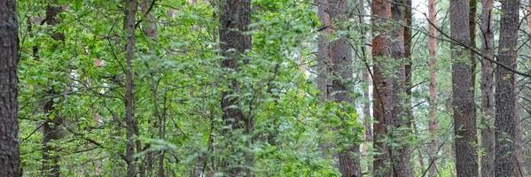 Banner forest deciduous background with tree trunks. photo