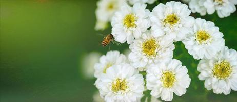 bandera blanco delicado flores y un abeja en un verde antecedentes. foto