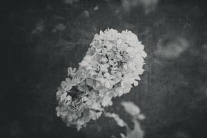 flower of a viburnum bush in close-up against a background of green leaves on a warm spring day photo