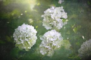 flower of a viburnum bush in close-up against a background of green leaves on a warm spring day photo