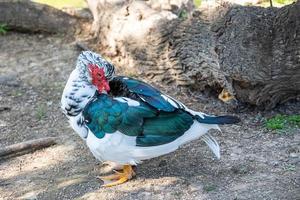 black and white duck on a green background in warm sunshine in the park photo