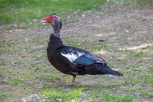 black and white duck on a green background in warm sunshine in the park photo