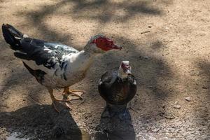 dos negro y blanco patitos en un beige antecedentes en el calentar Dom en el parque Bebiendo agua foto