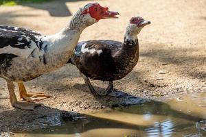 two black and white ducklings on a beige background in the warm sun in the park drinking water photo