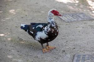 negro y blanco Pato en un beige antecedentes en el calentar Brillo Solar en el parque foto