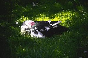 negro y blanco Pato en un verde antecedentes en calentar Brillo Solar en el parque foto