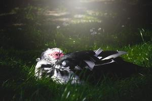 black and white duck on a green background in warm sunshine in the park photo