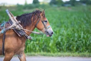 Harnessed horse on the background of the field. photo