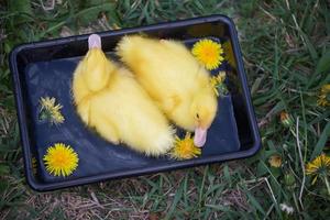 Two yellow ducklings in a black bath of water. photo