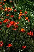 meadow full of blooming red poppies on a green grass background with a warm spring day photo