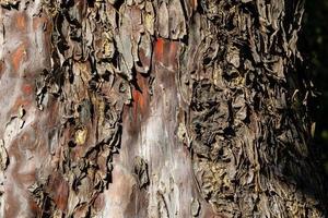 background from brown rough tree bark in close-up on a sunny day photo