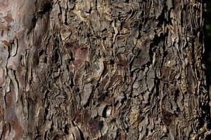 background from brown rough tree bark in close-up on a sunny day photo