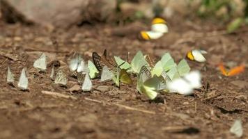 långsam rörelse, många svärmar av färgrik fjärilar flygande, skön vingar, äter mat på naturlig salt myrar i tropisk skogar av nationell parker, ljus sommar solljus, och utomhus- miljö. video