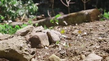 lento movimiento, muchos enjambres de vistoso mariposas volador, hermosa alas, comiendo comida en natural sal marismas en tropical bosques de nacional parques, brillante verano luz de sol, y al aire libre ambiente. video