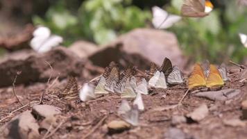 långsam rörelse, många svärmar av färgrik fjärilar flygande, skön vingar, äter mat på naturlig salt myrar i tropisk skogar av nationell parker, ljus sommar solljus, och utomhus- miljö. video