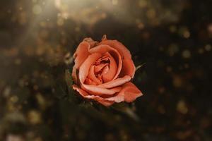 delicate spring flower rose close-up in a sunny garden photo