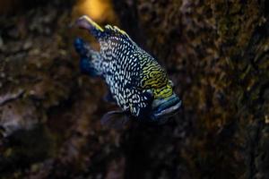 pequeño pescado animal nadando en el acuario de el zoo de zaragoza en España en un oscuro antecedentes foto