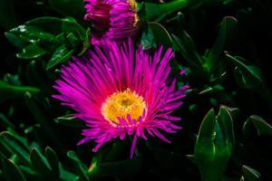 primavera delicado púrpura flor hielo planta entre verde hojas de cerca formando el antecedentes foto