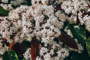 spring bush with small white flowers on a sunny day in close-up photo