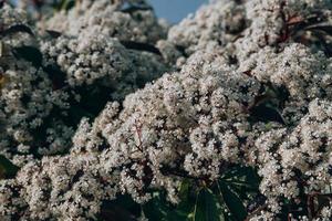 spring bush with small white flowers on a sunny day in close-up photo