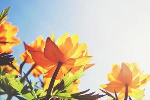 Orange globe flowers in blue sunny sky photo