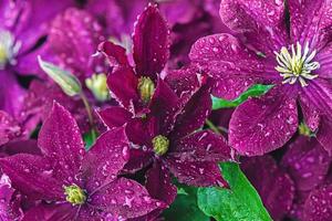 dark magenta background of clematis flowers with water droplets photo