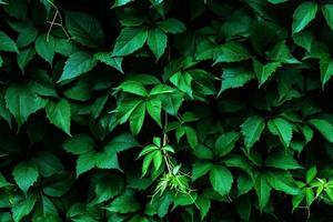 Virginia creeper dark green leaves background, Parthenocissus quinquefolia foliage texture photo