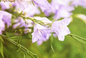 Light purple bell flowers against green grass background, copy space photo