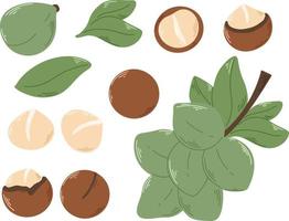 Macadamia nut set vector illustration