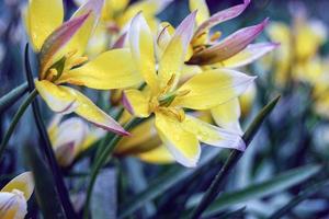 pequeño amarillo tulipanes en lluvioso día abril duchas tulipa tarda foto