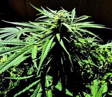 Detail of a marijuana plant photo