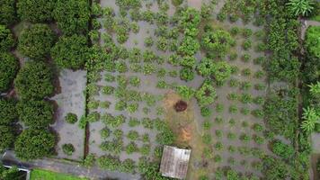vue aérienne des pâturages verts touchés par les inondations de la saison des pluies. vue de dessus de la rivière qui coule après de fortes pluies et des inondations de champs ou de pâturages en milieu rural. notion de changement climatique. video