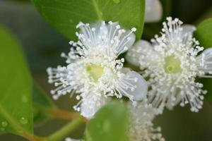 hermosa blanco flores en el árbol. blanco flor macro foto