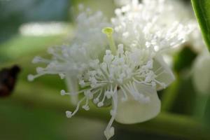 hermosa blanco flores en el árbol. blanco flor macro foto