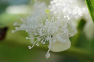 Beautiful white flowers on the tree. White flower macro photo