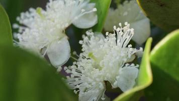 Fantastisk vit blommor i natur video