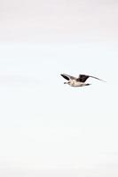 A flying bird photo